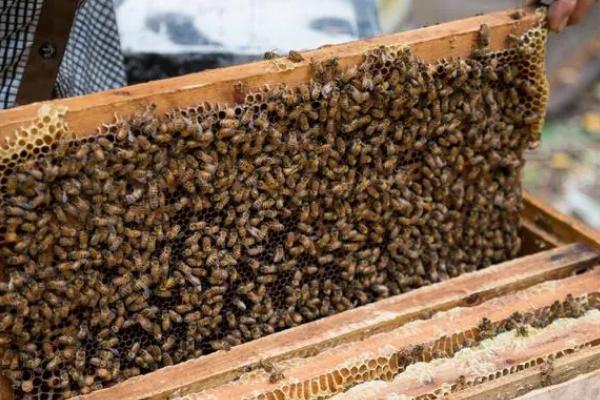 怎样安全合并蜂群，最大限度的防止出现回蜂
