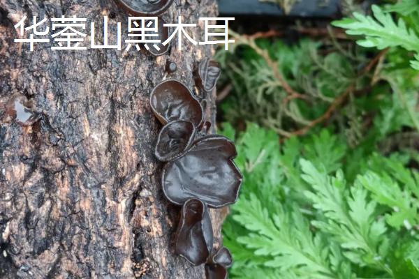 四川省华蓥市的特产，华蓥山葡萄品质独特
