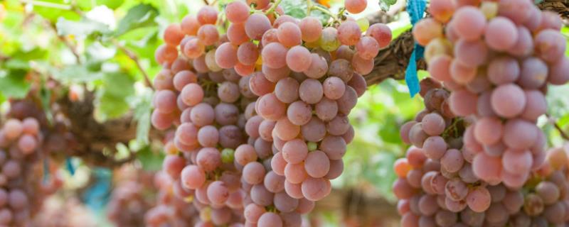 龙眼葡萄的成熟时间，通常在9-10月份