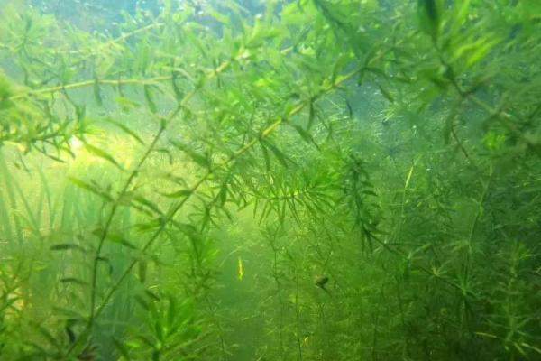 金鱼藻简介，会严重影响水稻分蘖及生长发育