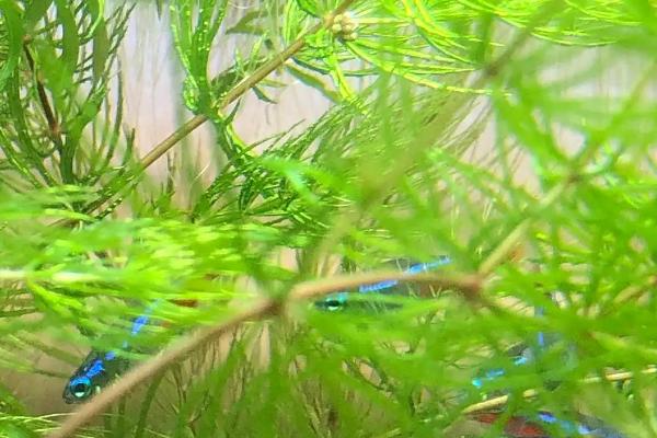 金鱼藻简介，会严重影响水稻分蘖及生长发育