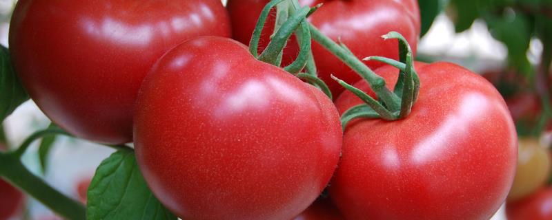 西红柿如何留果，尽量选择大小相同的果实