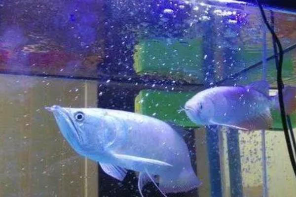 怎么养银龙鱼比较好，需使用大型水族箱