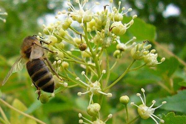 蜜源植物简介，分为主要和辅助蜜源植物