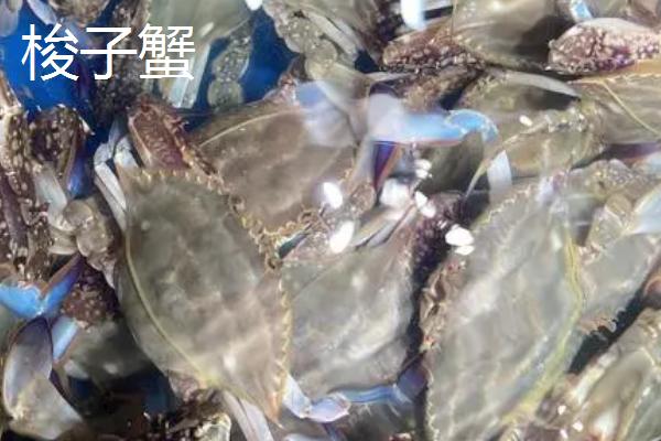 我国梭子蟹的主产地，主产于浙江、山东、福建等省份的沿海区域
