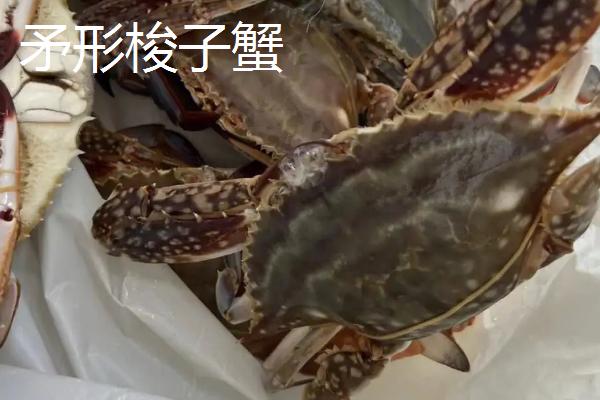 我国梭子蟹的主产地，主产于浙江、山东、福建等省份的沿海区域