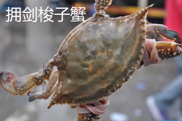 我国梭子蟹的主产地，主产于浙江、山东、福建等省份的沿海区域