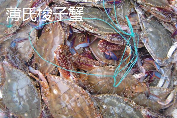 我国梭子蟹的主产地，主产于浙江、山东、福建等省份的沿海区域