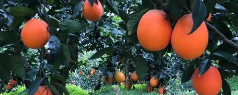 长虹脐橙的产地，秭归和信丰是中国脐橙之乡