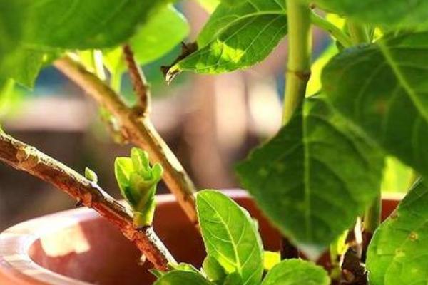绣球花怎么修剪，通常可剪除细弱、不健康的枝干