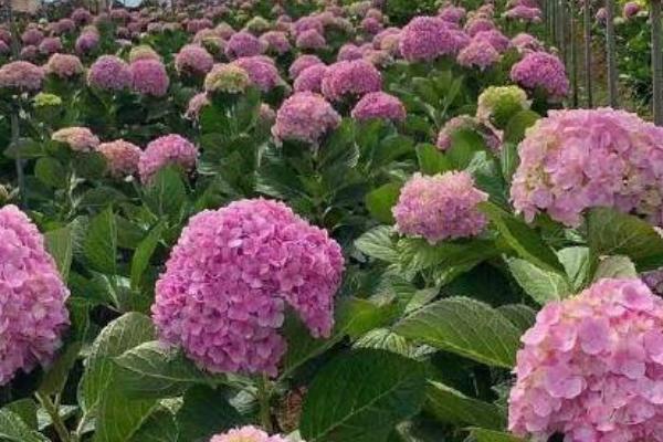 绣球花怎么修剪，通常可剪除细弱、不健康的枝干