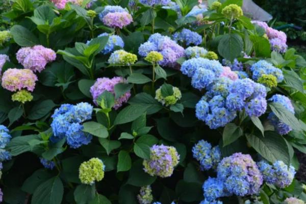 绣球花怎么修剪，通常可剪除细弱、不健康的枝干