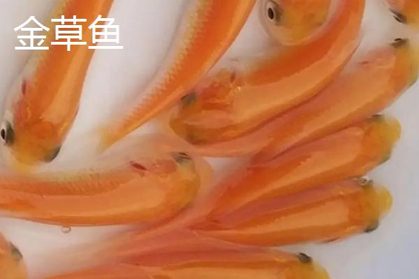 金草鱼的产地，在日本培育