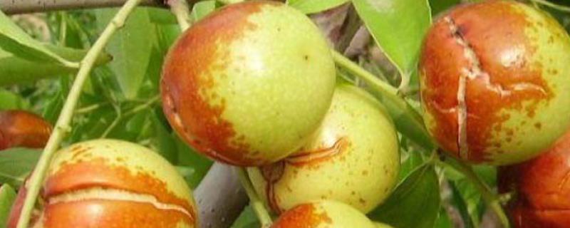 枣树裂果原因以及怎么防治，降雨和施肥过多容易导致果实开裂