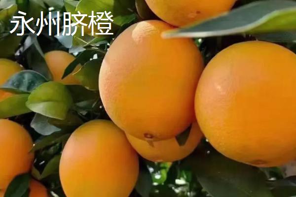 湖南省东安县的特产，“东安鸡”驰名中外