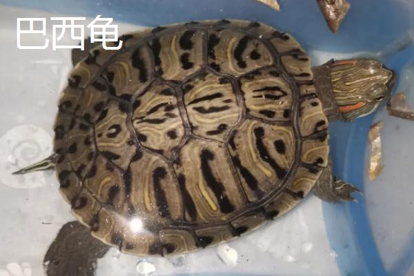 乌龟品种介绍，不同品种体型大小不一