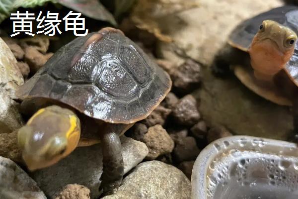 乌龟品种介绍，不同品种体型大小不一