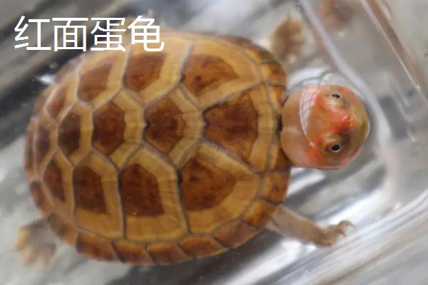 乌龟品种介绍，不同品种体型大小不一