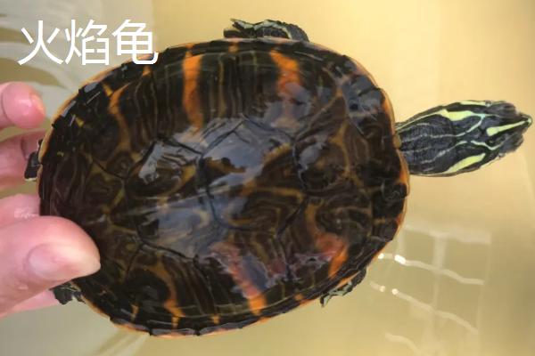 乌龟品种介绍，不同品种体型大小不一