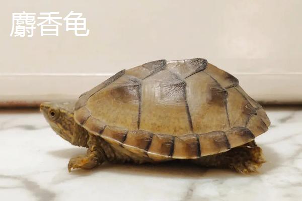 乌龟品种介绍，不同品种体型大小不一