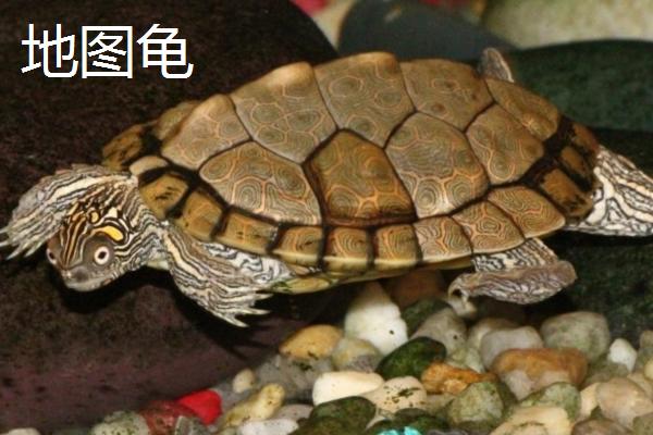 乌龟品种介绍，不同品种体型大小不一