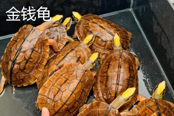 乌龟品种介绍，不同品种体型大小不一
