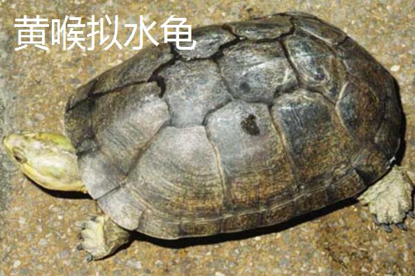 乌龟品种介绍，不同品种体型大小不一