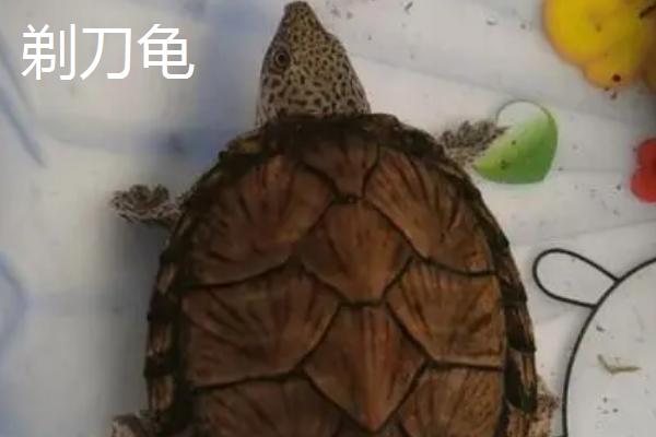 乌龟品种介绍，不同品种体型大小不一