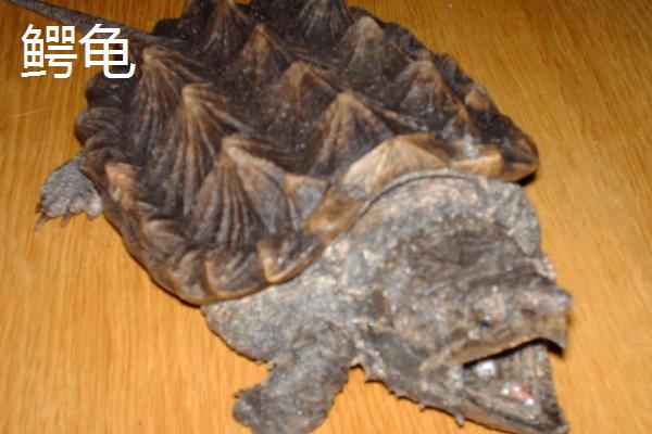 乌龟品种介绍，不同品种体型大小不一