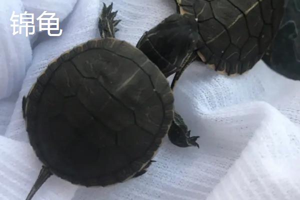 乌龟品种介绍，不同品种体型大小不一
