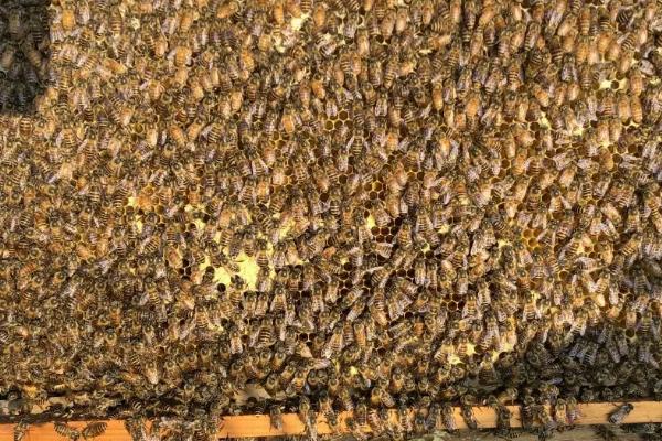 中蜂如何快速繁殖，巢内贮蜜充足是基础