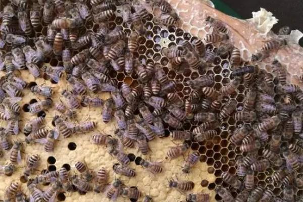 中蜂如何快速繁殖，巢内贮蜜充足是基础