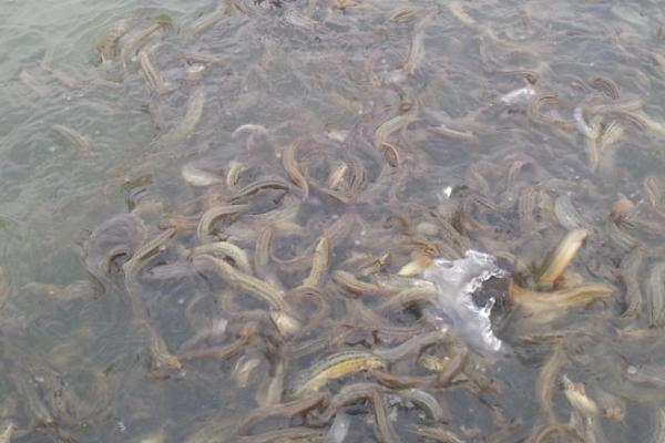 泥鳅的养殖方法，放养前养殖池需消毒处理