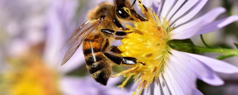 巢础的作用，有利于养蜂人管理蜂群