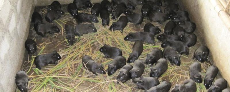 黑豚养殖技术，根据养殖数量确定不同的养殖方法