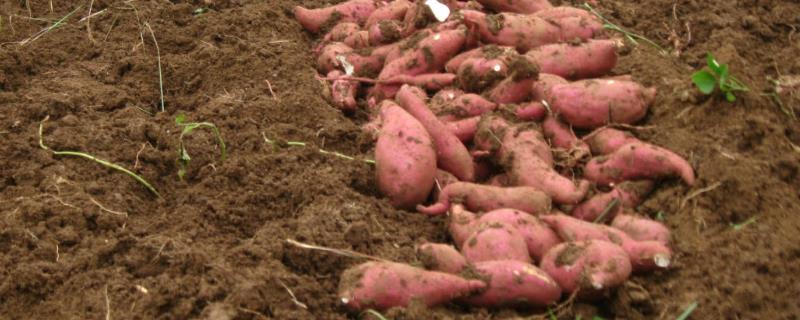 红薯的产地，我国各省均有种植