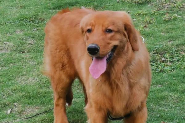 金毛犬体臭如何处理，需根据实际原因采取针对性措施
