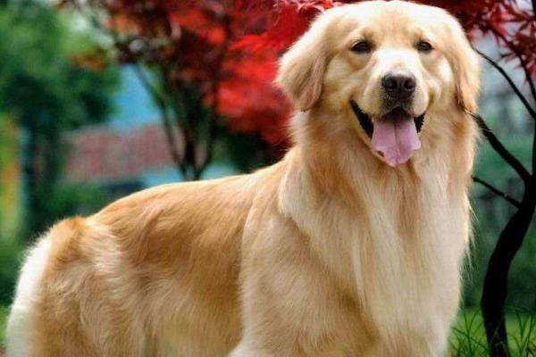 金毛犬体臭如何处理，需根据实际原因采取针对性措施