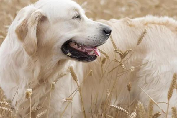 金毛犬体臭如何处理，需根据实际原因采取针对性措施