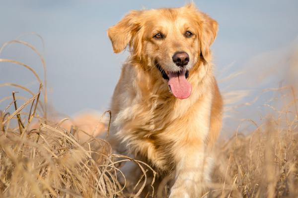 金毛犬体臭如何处理，需根据实际原因采取针对性措施
