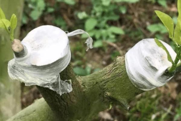 柑橘春季抹芽时间，通常是在结果前一年