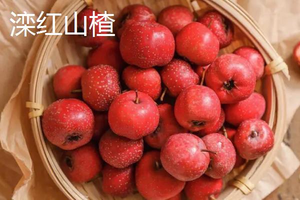 河北滦平县的特产，生产优质玉米著称