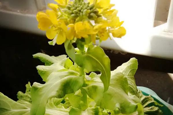 白菜开花时间，主要集中在2-5月份