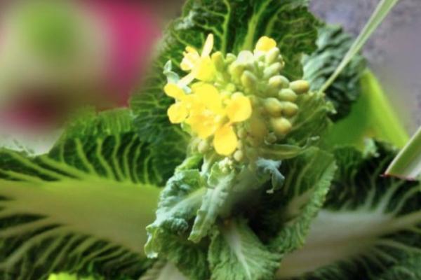 白菜开花时间，主要集中在2-5月份