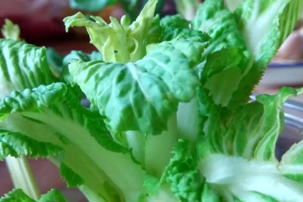 白菜开花时间，主要集中在2-5月份