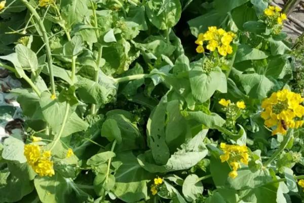 白菜开花时间，主要集中在2-5月份