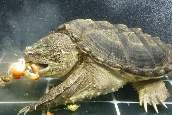 鳄龟吃什么食物长得快，偏爱动物性的饲料
