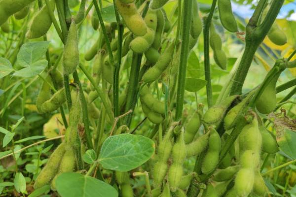 黄豆简介，是著名的经济作物