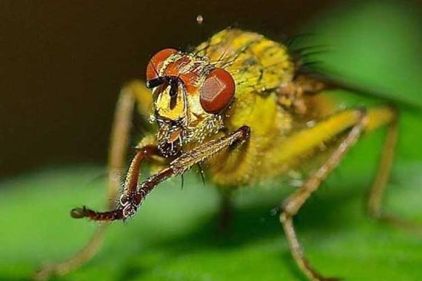 赤眼蜂的作用，可用来防治农业害虫
