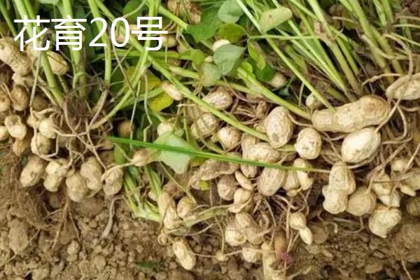 适合北方种植的花生品种，可选择这6种